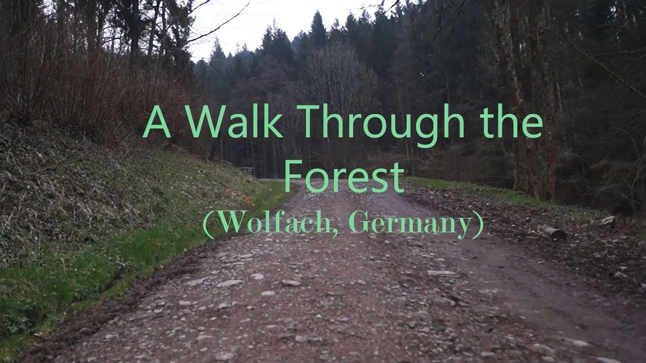 A WALK THROUGH THE FOREST (WOLFACH, GERMANY)