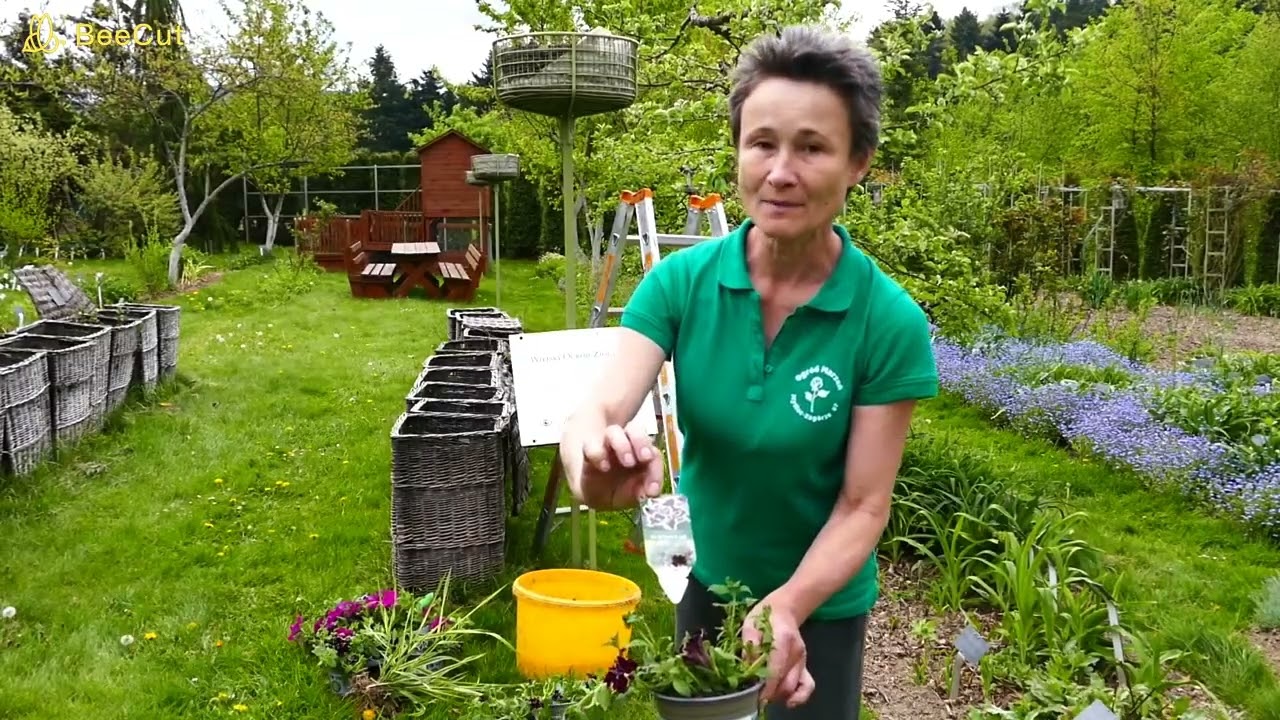 Pracy w ogrodzie dużo, ciągle coś trzeba zrobić, sadzić i porządkować. Boczniak ostrygowaty.