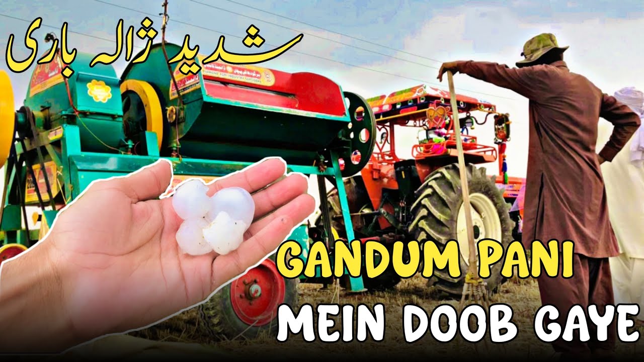 Shadeed Zala Bari huwe 😨|Gandum Pani Mein Doob Gaye