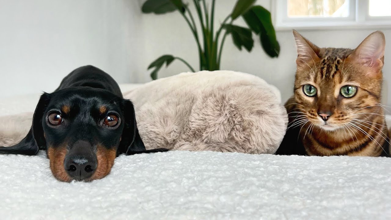 Family Diary- Mini Dachshund & Bengal Cat together in the sun.