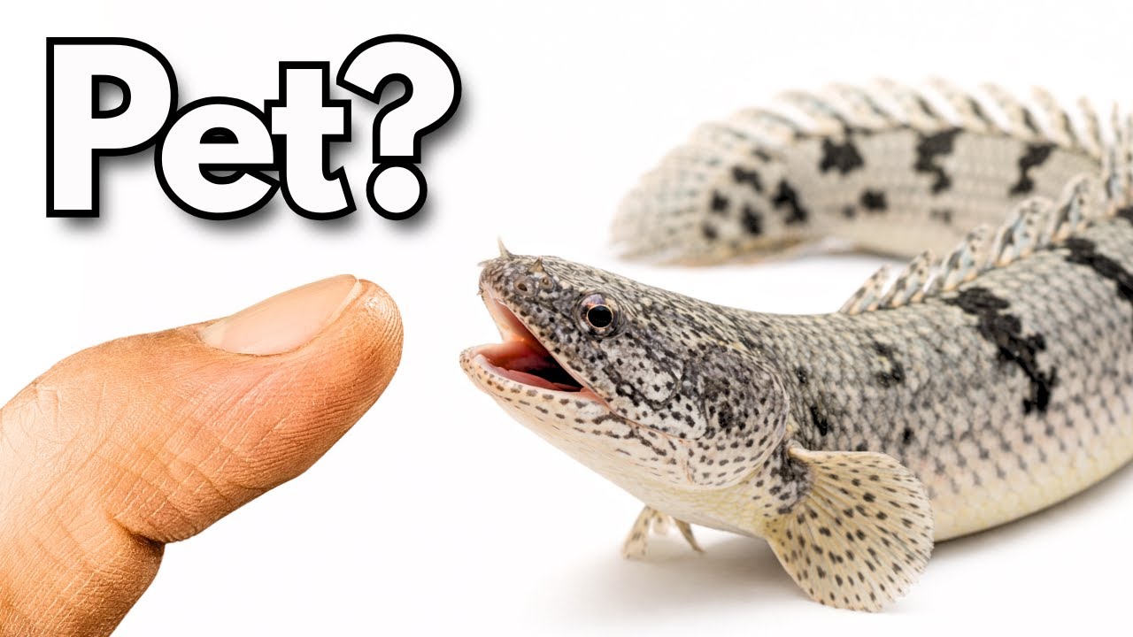 Criei um Peixe DINOSSAURO em CASA (sim, é sério)
