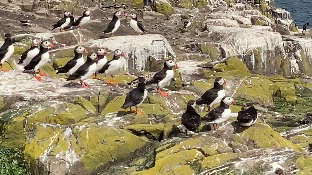 Visit to Inner Farne Island | July 2024
