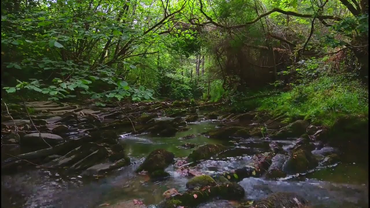 Sonidos del bosque, relajante Rio en Artziniega, canto de pajaros, meditar, estudiar.
