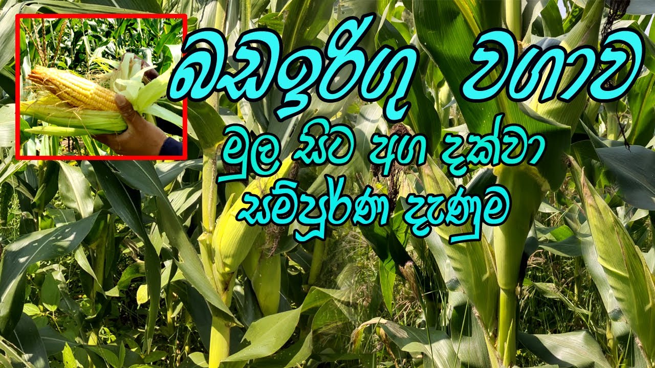 බඩ ඉරිගු වගාව මුල සිට අග දක්වා | bada irigu wagawa mula sita | Corn cultivation from start to finish