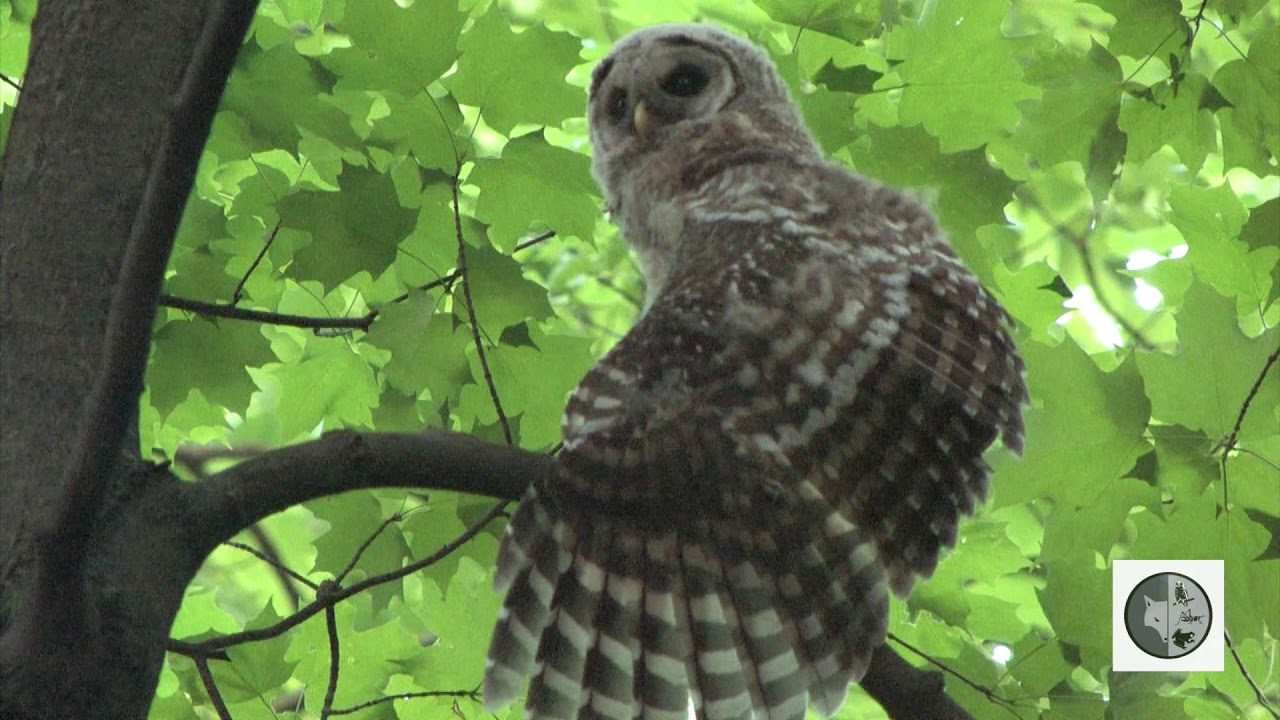 Identifier 7 hiboux du Québec
