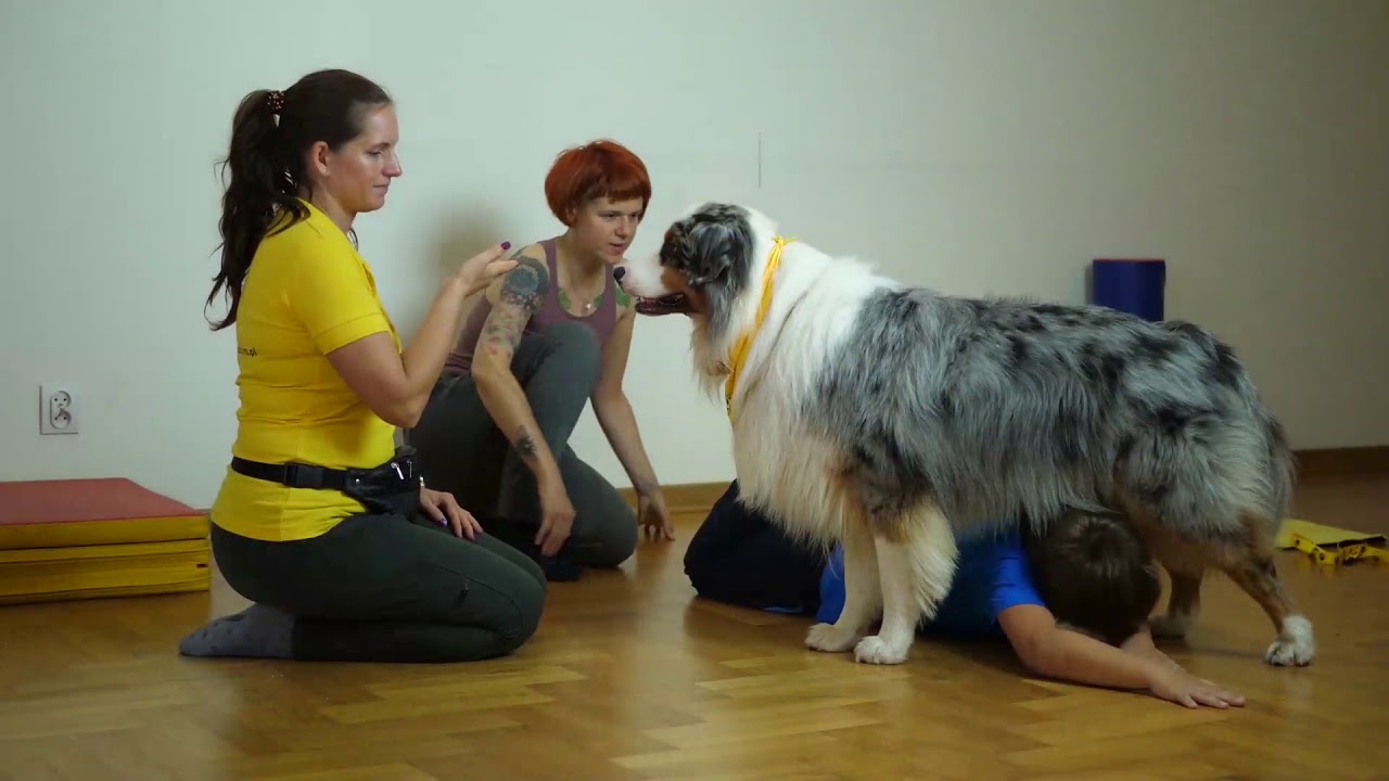 Dogoterapia kursy zawodowe w Stowarzyszenie Zwierzęta Ludziom