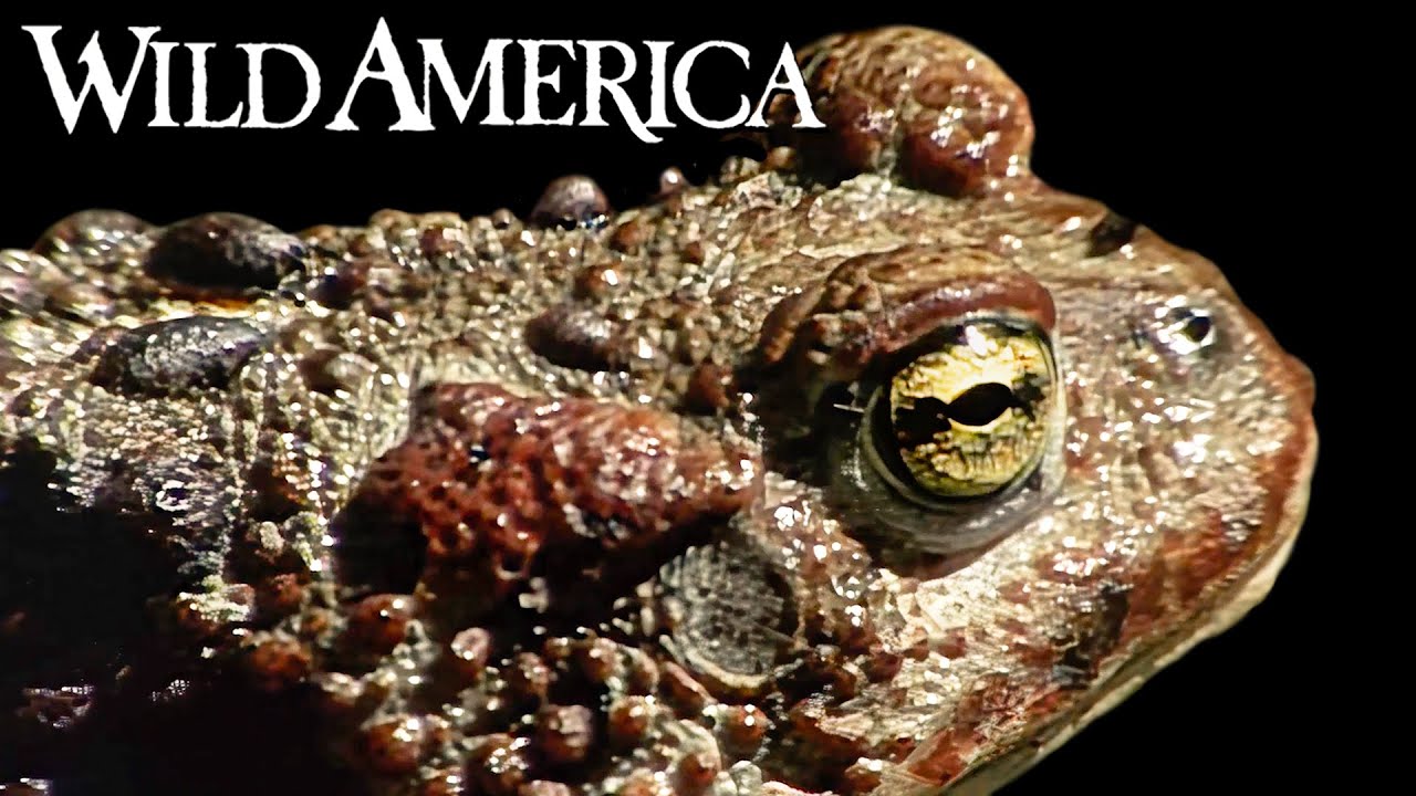 Wild America | S8 E4 'Olympic Odyssey' | Full Episode HD