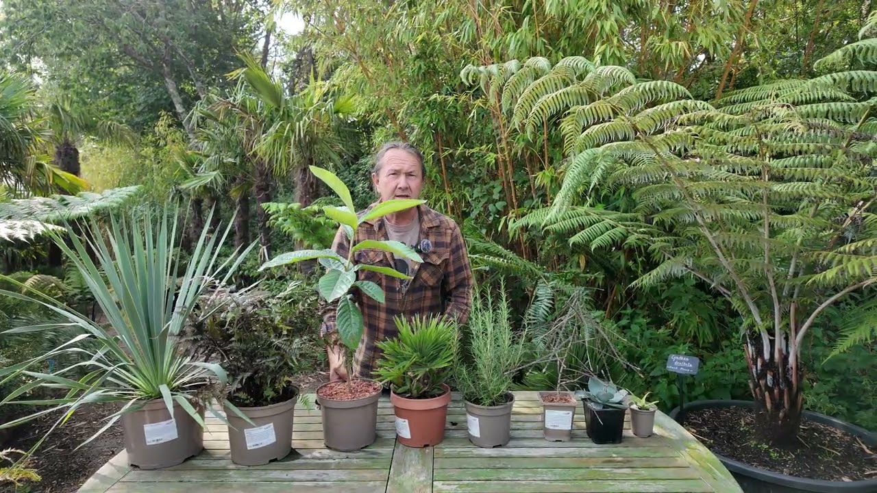 Buying plants online,  Pot sizes explained.