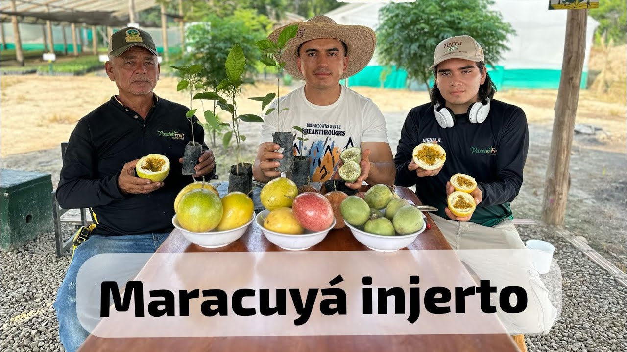 Maracuyá injerto