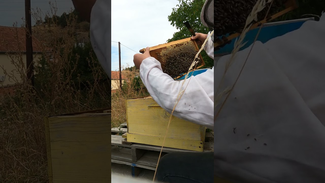 Routine check-up on a hive before winterizing 2/ Kontrolli rutinorë i shoqërisë para dimërimit 2