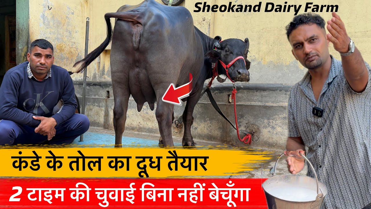 🔴2 टाइम की चुवाई बिना नहीं बेचूँगा-कंडे के तोल का दूध तैयार👉असली झोटी असली ईमानदारी SONU☎️8307542485