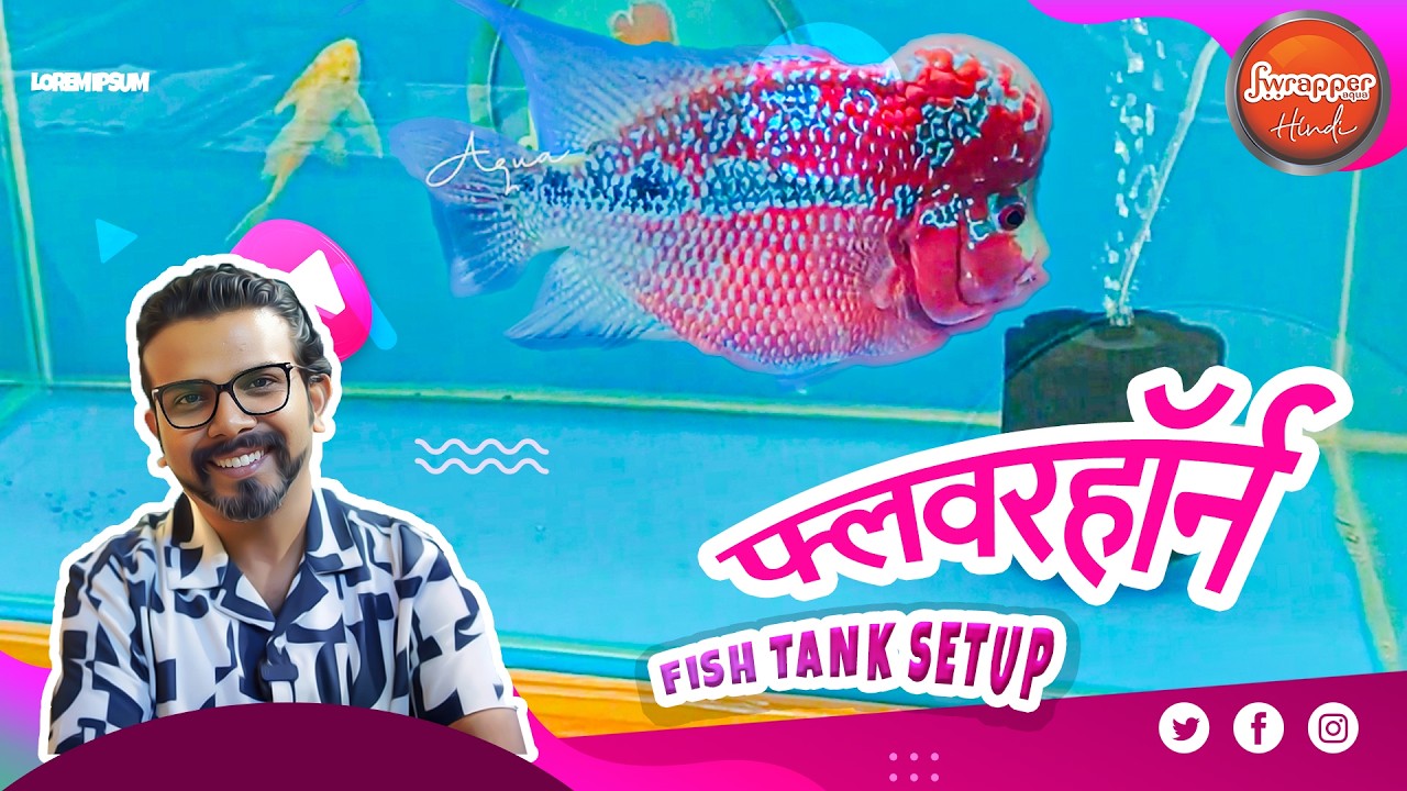 Flowerhorn Fish Tank Setup in HINDI | 3 Feet bare bottom aquarium