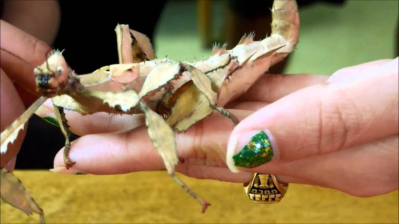Giant Prickly Stick Insect, Extatosoma tiaratum, San Bernardino Natural History Museum