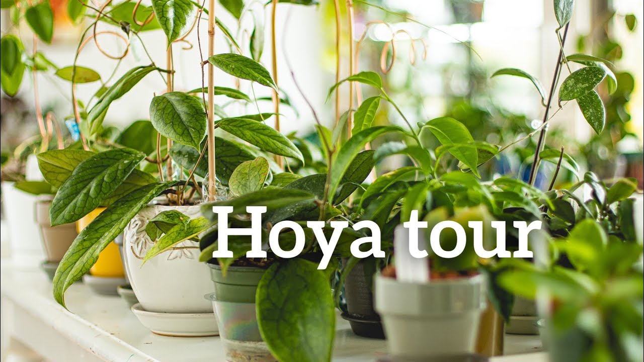 Hoya Collection Tour 🌱