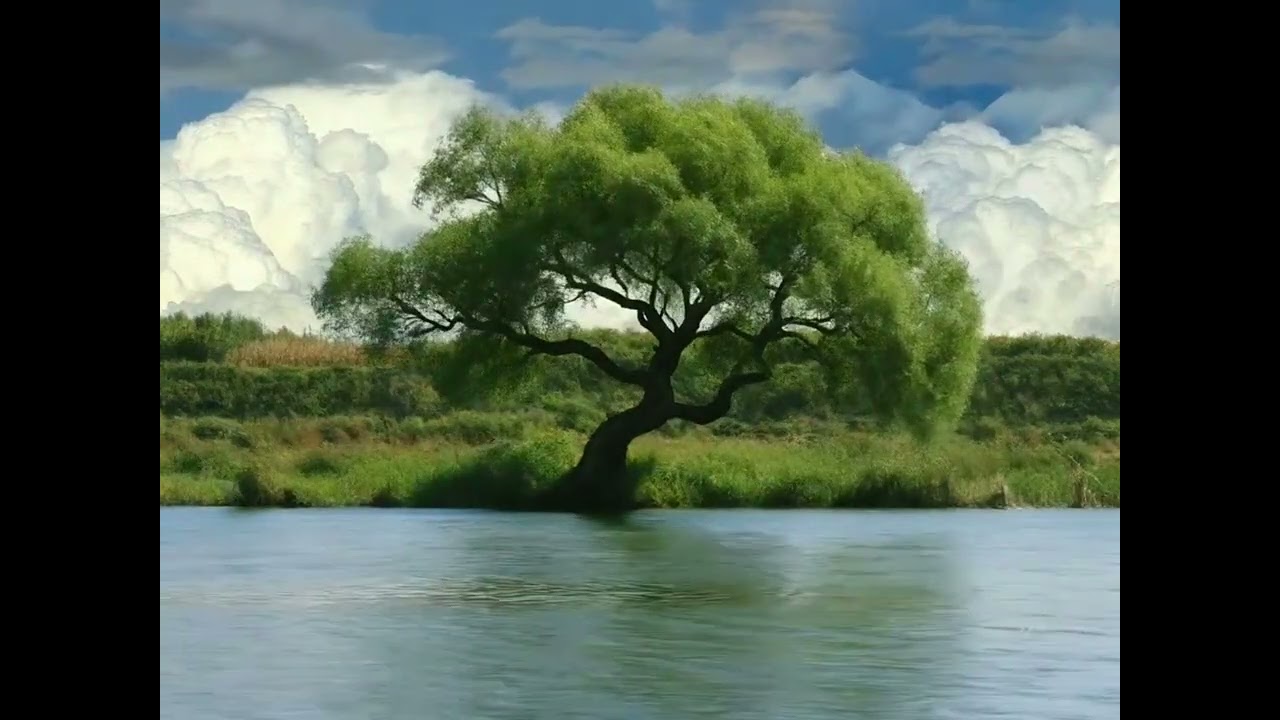 Música de naturaleza relajante melodía suave#musica #ambientmusic #viralvideo 