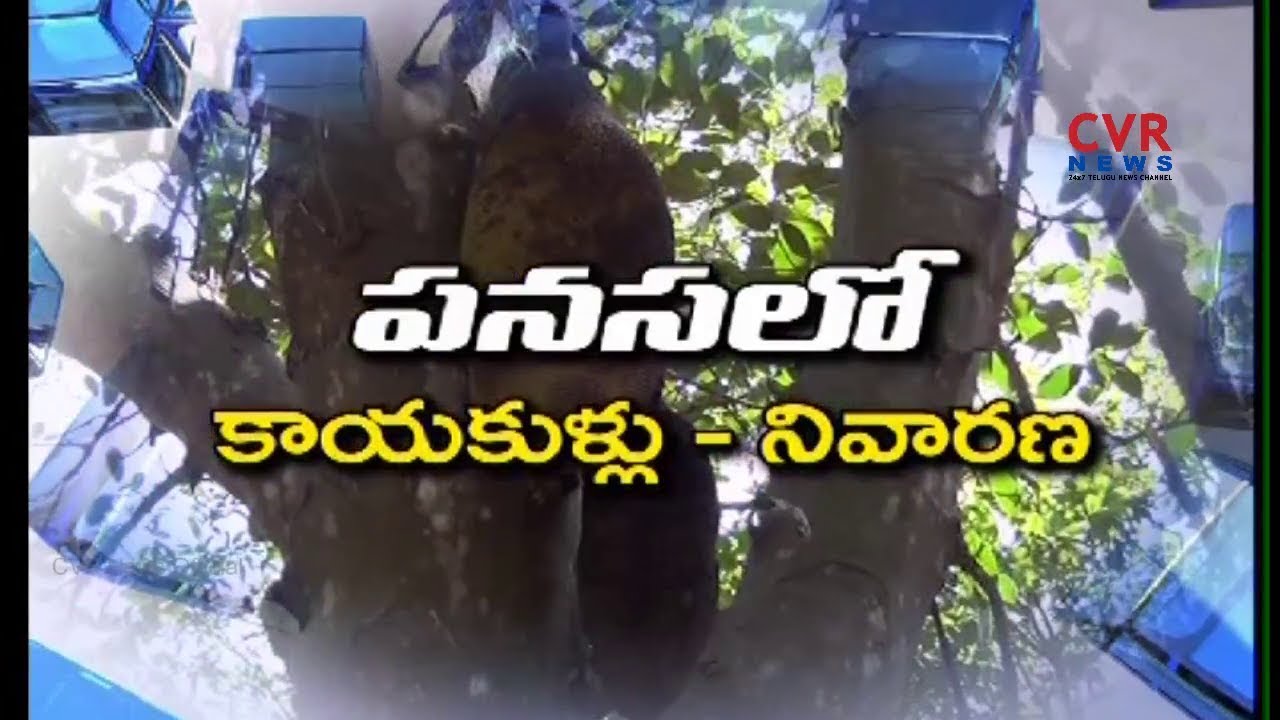 రైతును 'గట్టె'క్కించే పనస | Jackfruit Farming Information Guide | Agri Farming | Raithe Raju