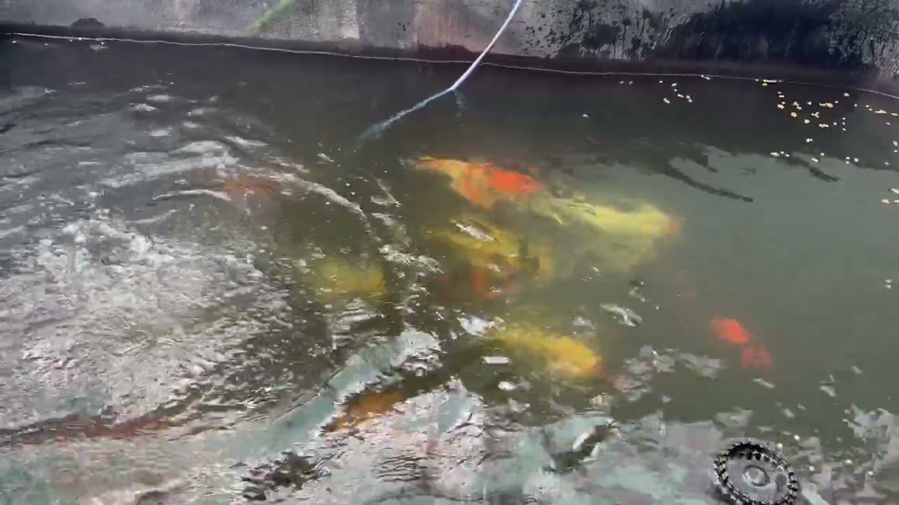 #koi#koifish#koivijver#keşfet 