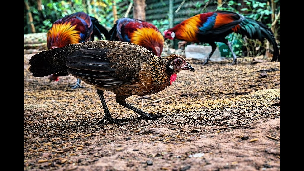 เสียงต่อไก่ป่าตัวเมีย เปิดปุ๊บ เข้าเร็วมาก! 1ชั่วโมง tiếng gà mái rừng #ayamhutan 