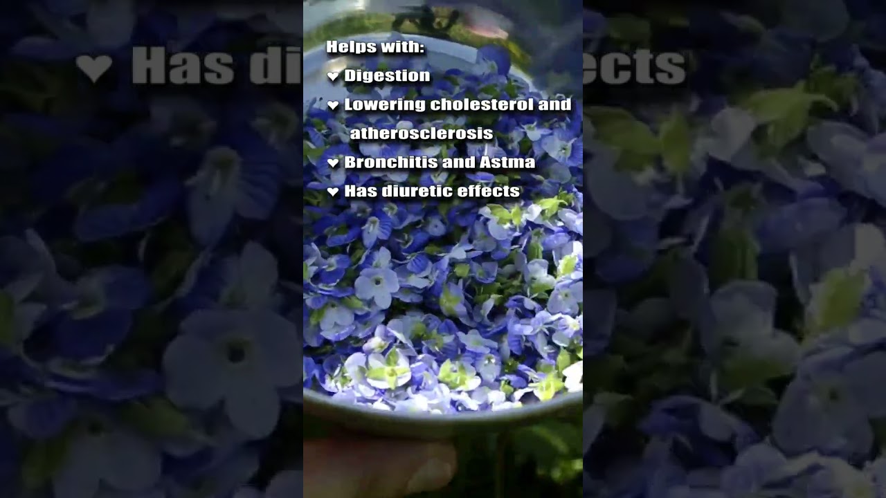 What is Speedwell good for? 💠 HERBAL TEA TIME 💠