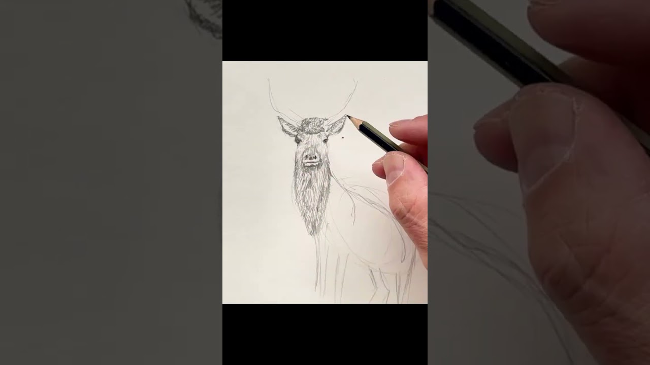 3 Simple Steps to Draw a Realistic Reindeer