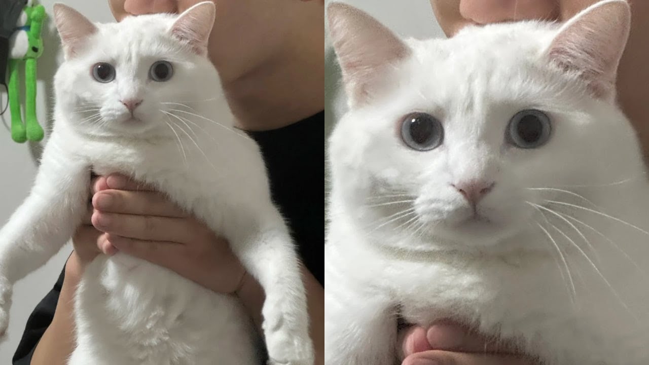 Cats Just Doing What Cats Do Best 🤣Funny Cats Videos 2025 🐱 Part 59