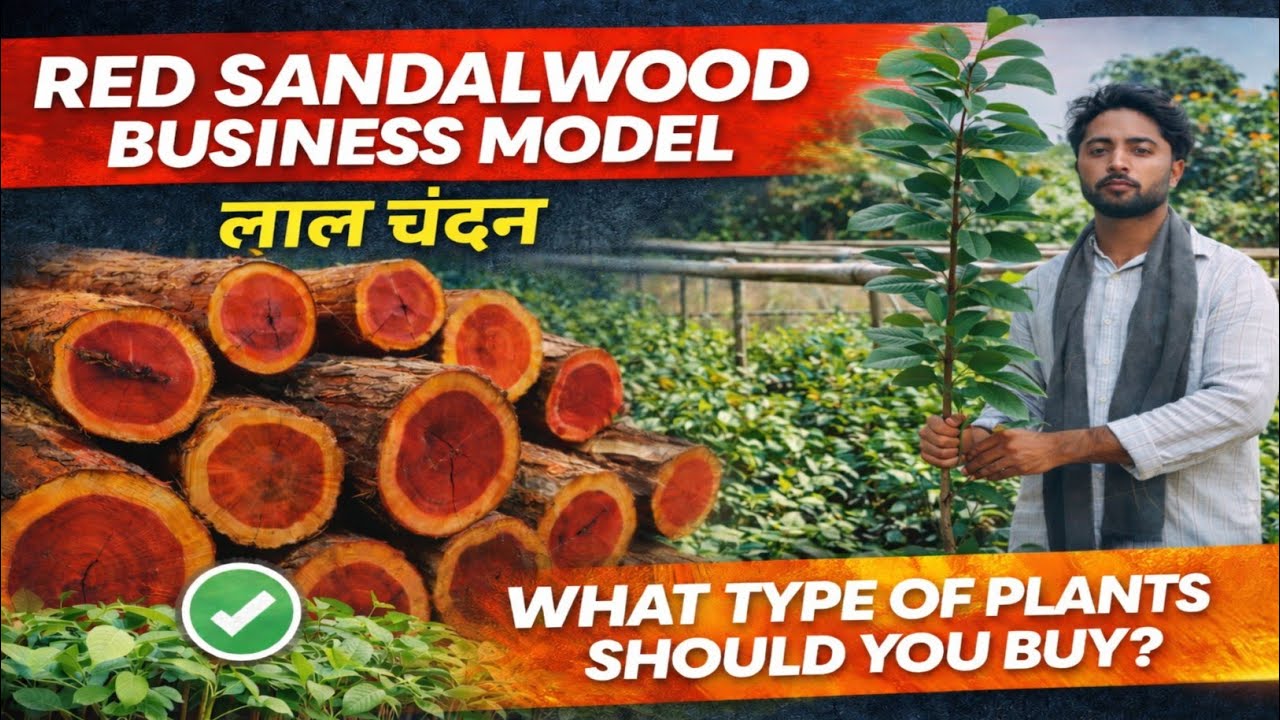 Red Sandalwood Farming : The Ultimate Business Model | 2 Lakh+ Plants Ready at @DoorstepIndiaGreenery 