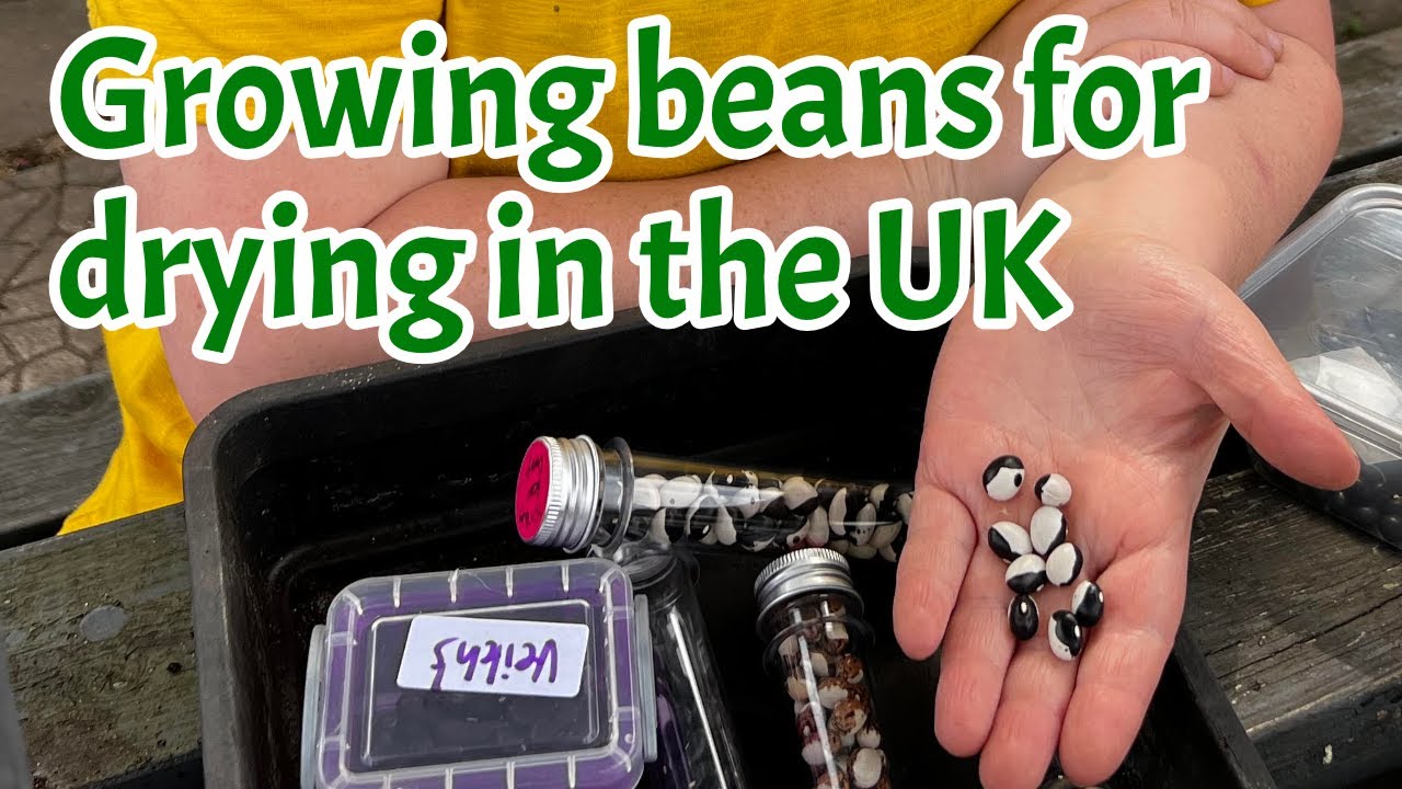 Growing beans for drying in the UK: Allotment gardening UK