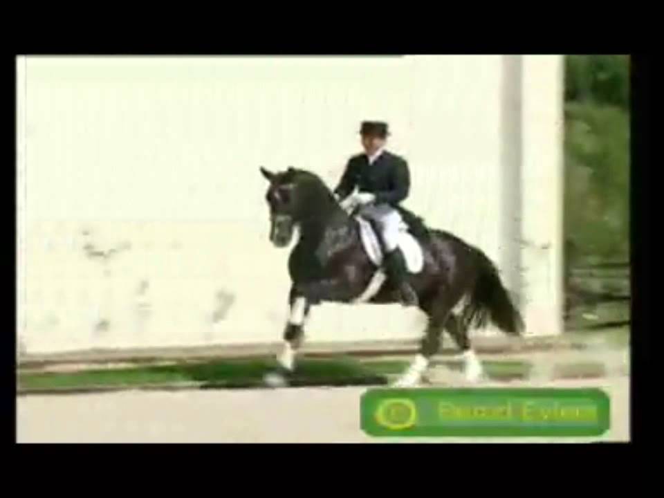 Pferde .. Geliebt und gequ&auml;lt .
