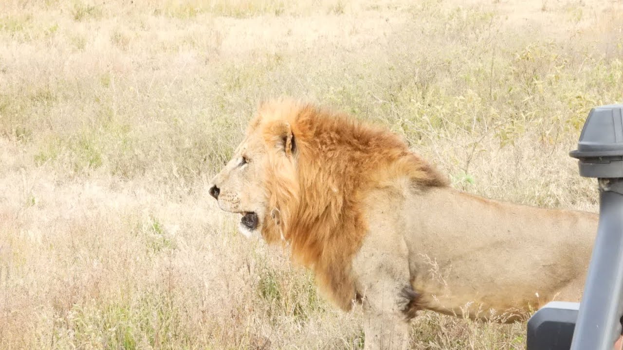 African male lion roaming