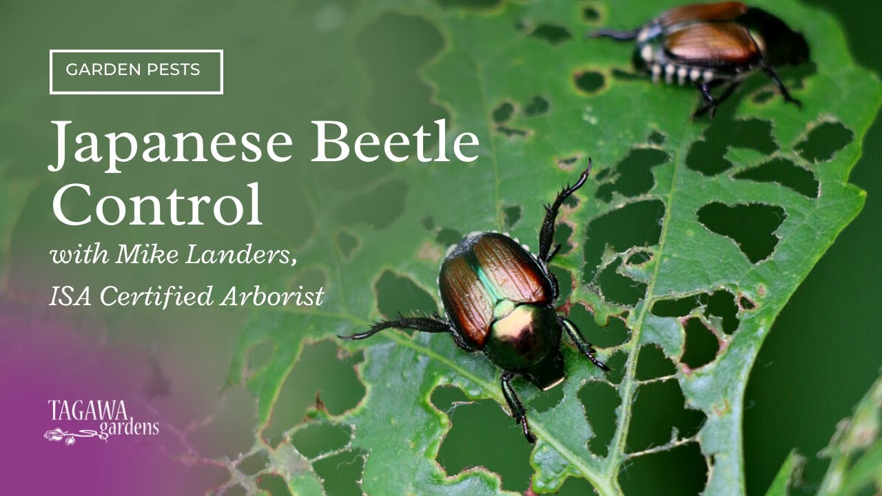 Japanese Beetle Control by Tagawa Gardens
