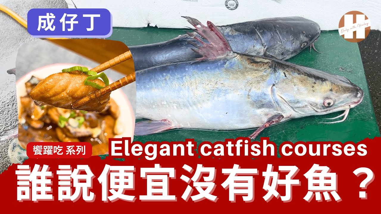 斑海鯰 成仔丁 熟成 口感似鱘龍魚 -三杯魚 魚頭湯 魚片涮涮鍋  料理 How to Cook Aged Cat fish Arius maculatus 3 Different Ways