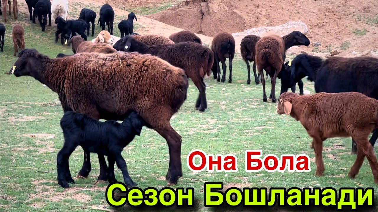 КУЗИСИ БОНУСГА! ☎️+998 70 125 0393 ☎️+998 99 196 8484