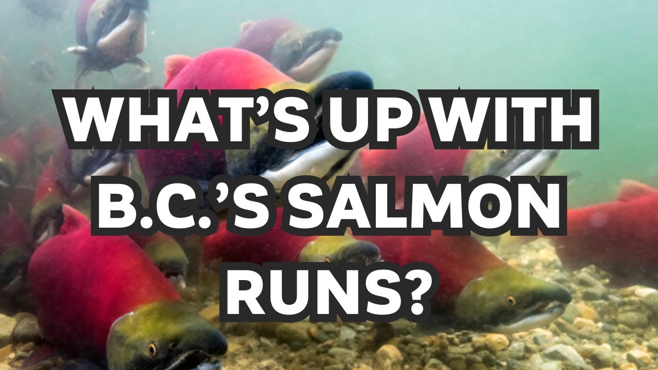 What Is Happening to B.C.'s Salmon Runs?