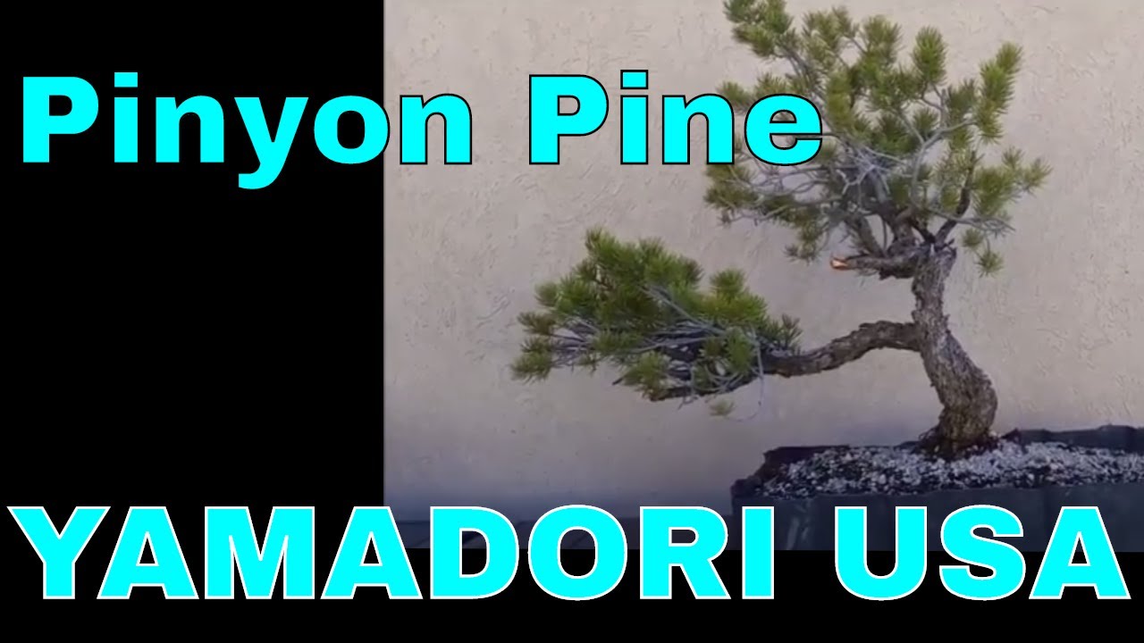 YAMADORI USA - Pinyon Pine