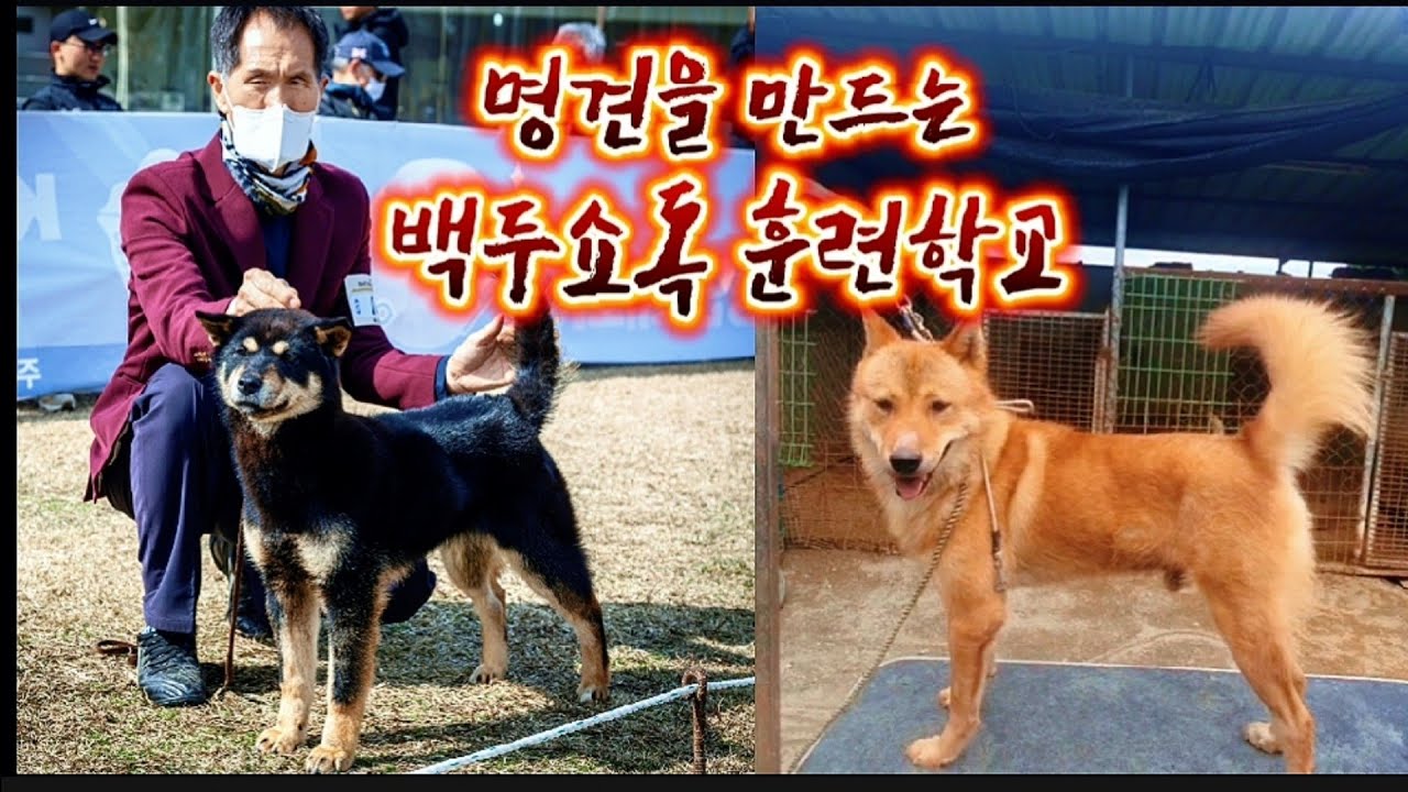 명견을 찾아서 백두쇼독 훈련소에 왔습니다