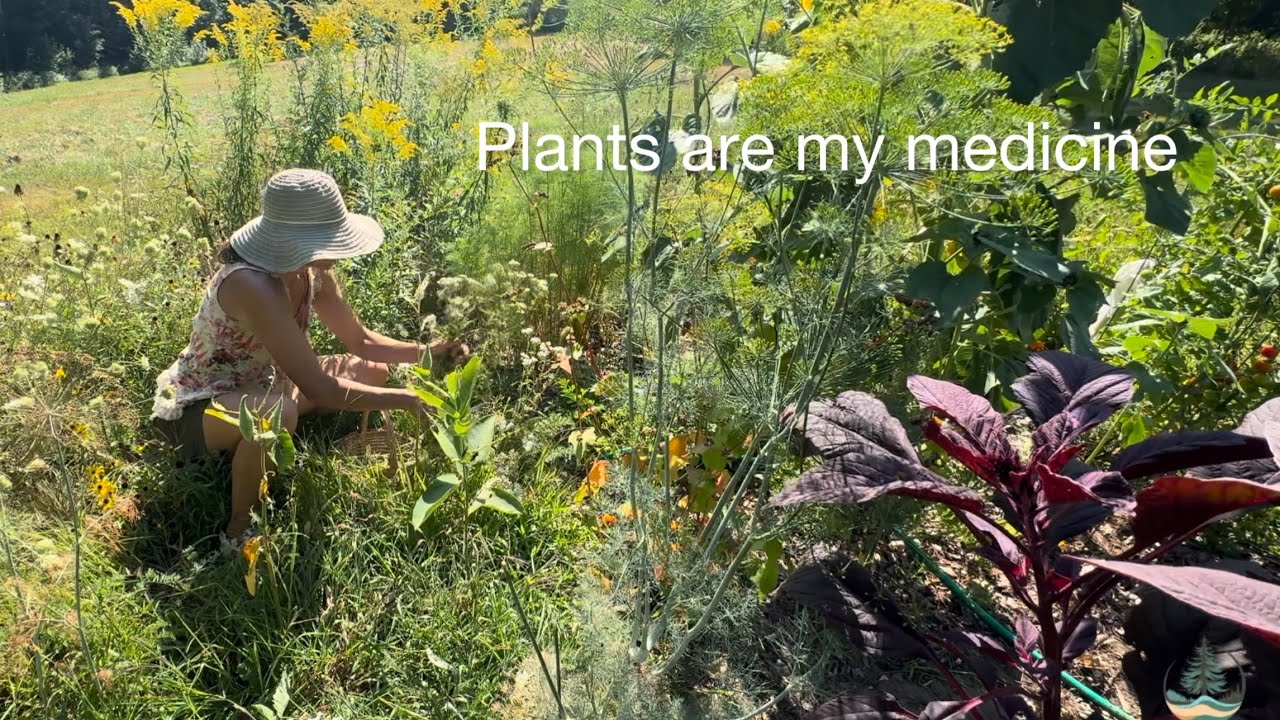 From Field to Healing: Harvesting Sweet Corn and Crafting Herbal Oil 