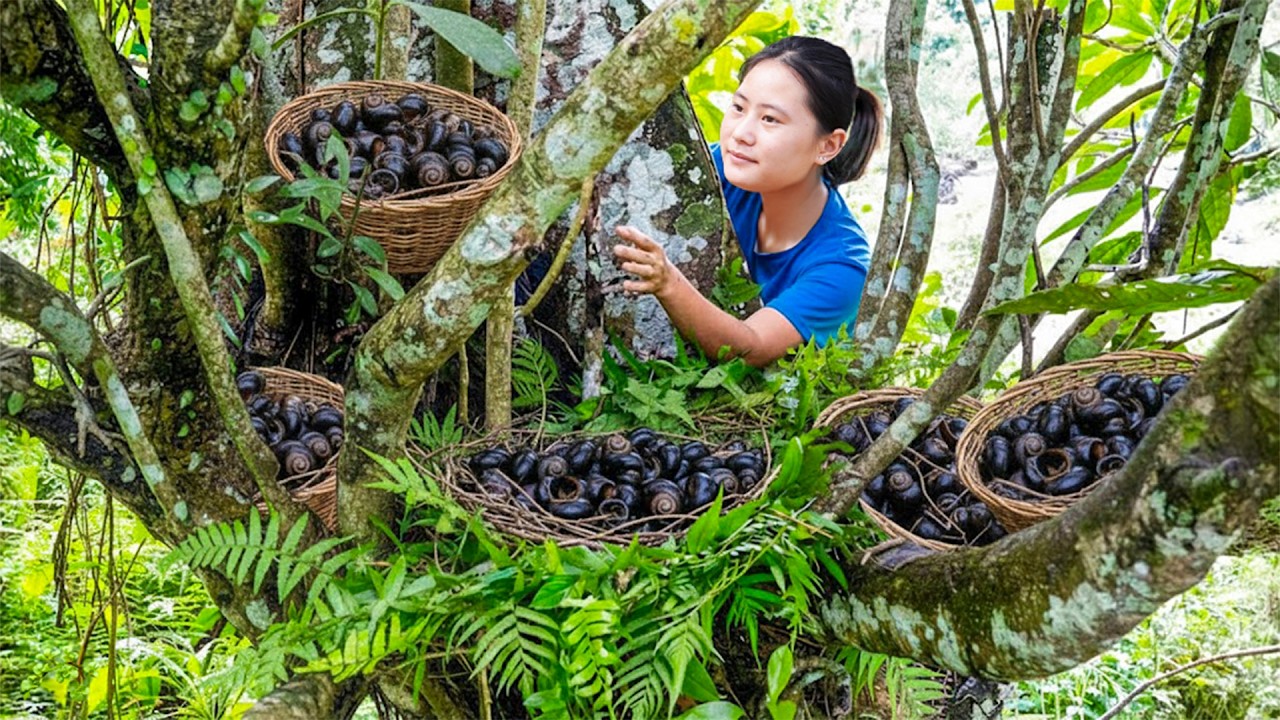 Timelapse : Harvesting Many Stone Apple Snails in the Deep Forest & Goes to Market Sell