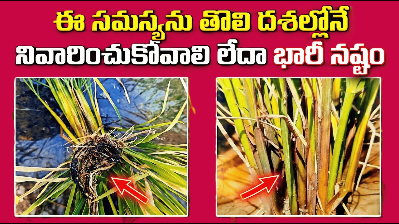 ఈ సమస్యను తొలి దశలోనే నివారించుకోవాలి లేదా భారీ నష్టం