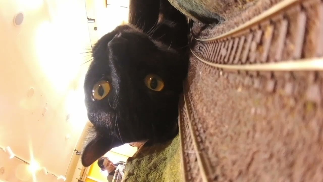 ジオラマ食堂〜保護された猫たちと一緒にすごしませんか？