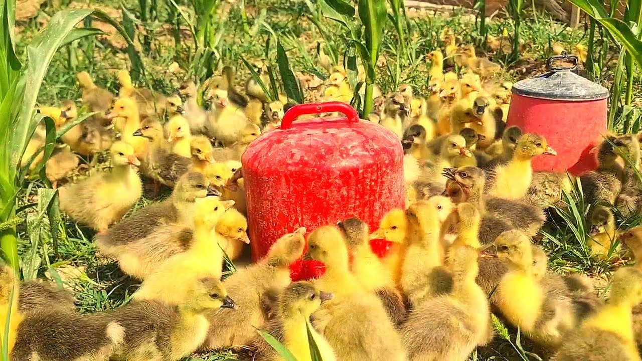 200 Tane Kaz Yavrusuna Annelik Yapmak!/Tarla Dolusu Kaz Yavrusu!#kazyavrusu #çiftlikhayvanları #farm