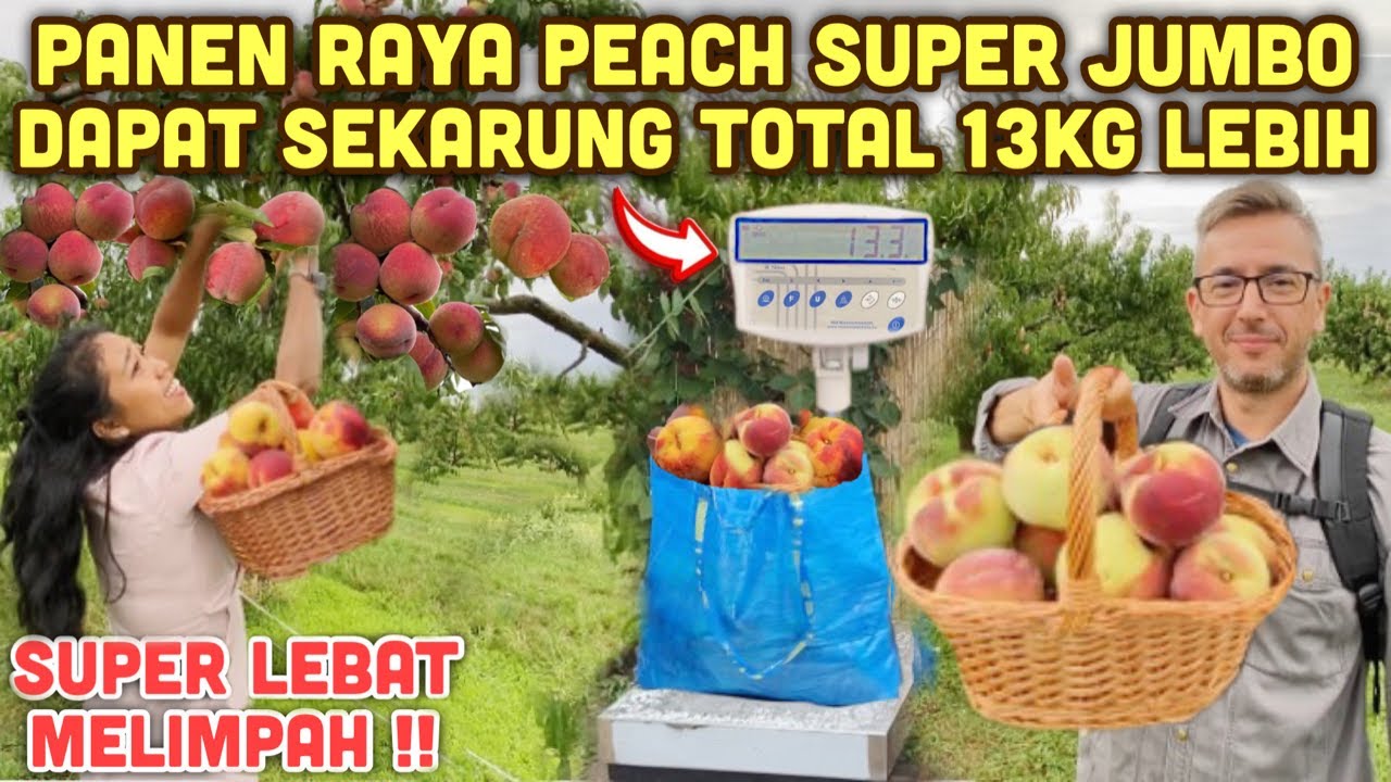 PANEN PEACH SUPER JUMBO MELIMPAH TOTAL PANEN 13KG SEMANGAT PETIK KALAU GAK HUJAN GAK MAU BERENTI