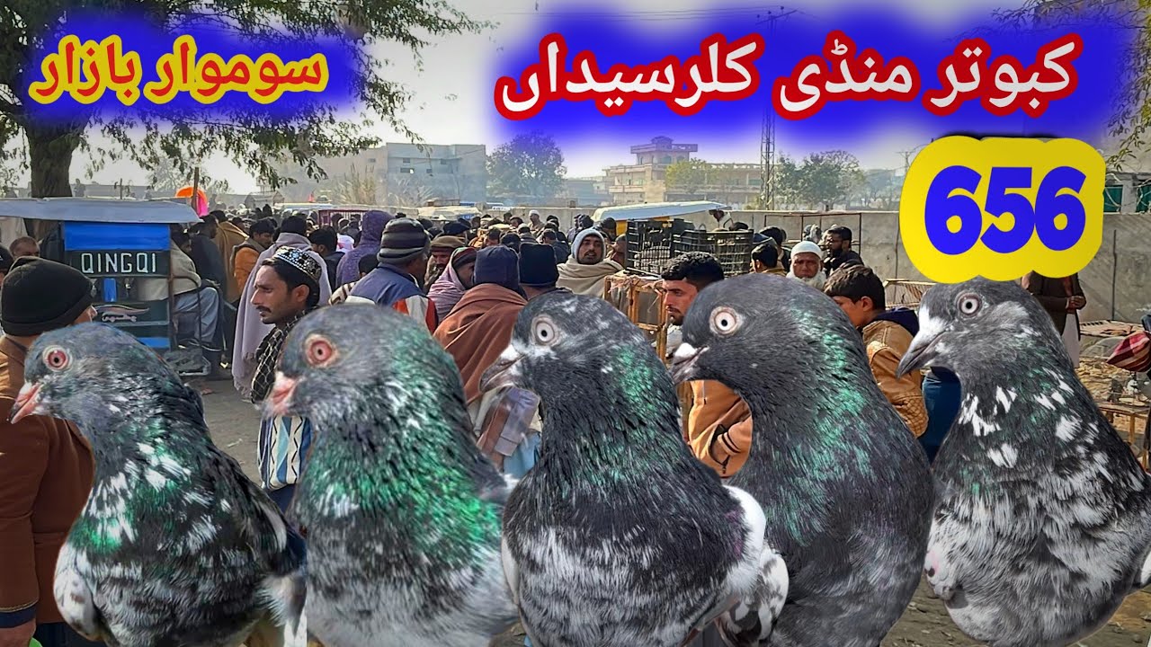 656 | Today 13/4/2026 | Kallar Syedan Kabootar Mandi Rawalpindi | High Flying pigeon Market Price
