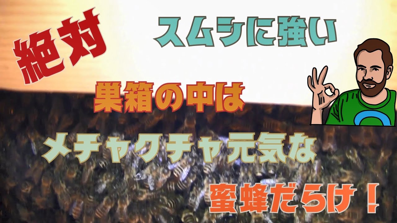 我慢できずにやっちゃいました！絶対スムシに強い 分蜂まじかの巣箱内検