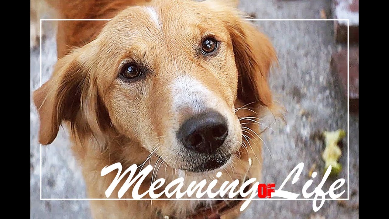 Multifandom Animals || Meaning of Life