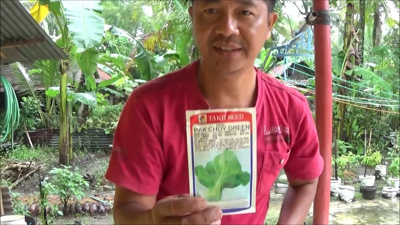 Cara Membuat Media Semai Pakchoy dari Bahan Organik di Sekitar Kita