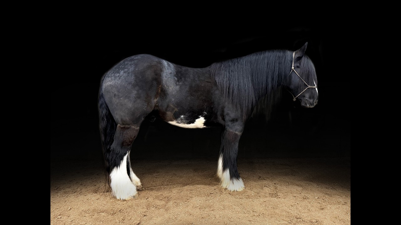 Rowdy ~ 2021 Gypsy Vanner Gelding | Ranch | Trails | Driving