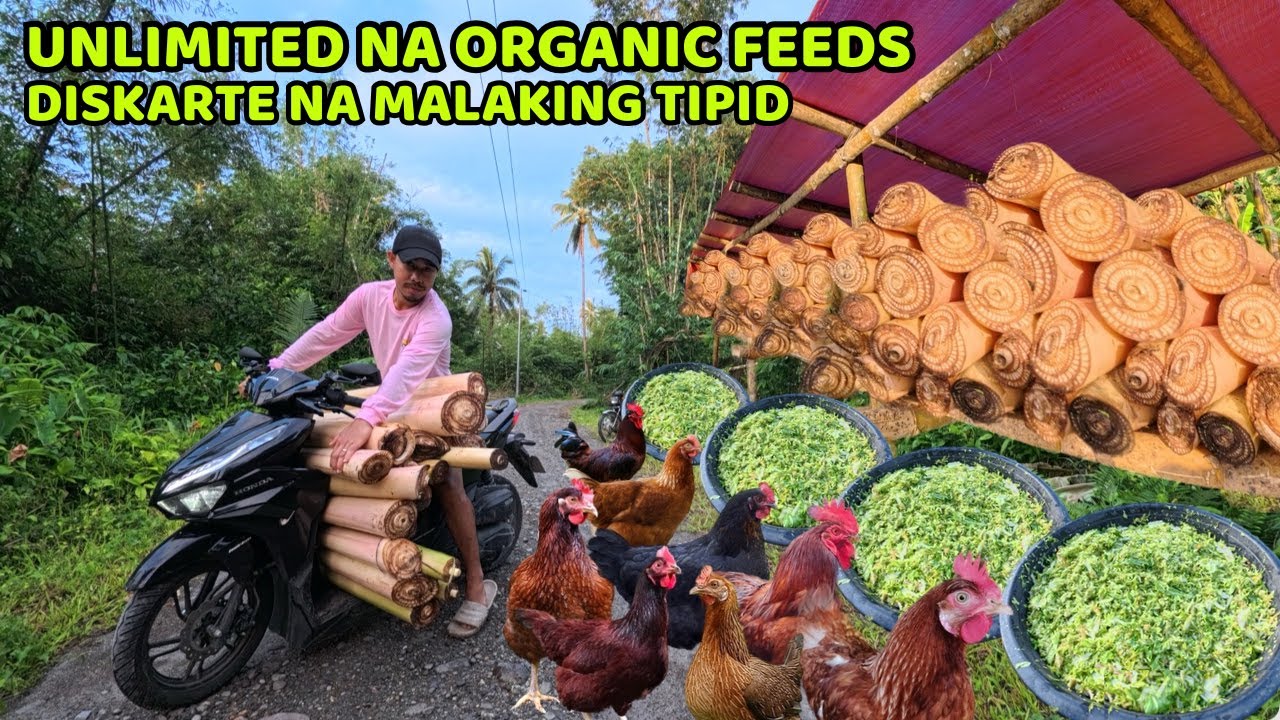 UNLIMITED NA ORGANIC FEEDS - DISKARTE NA MALAKI ANG TIPID AT BUSOG ANG MGA ALAGA