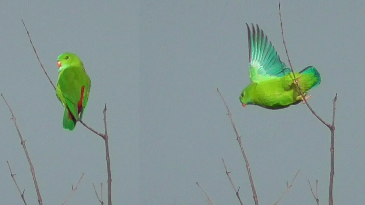 Vernal hanging parrot preening and calling