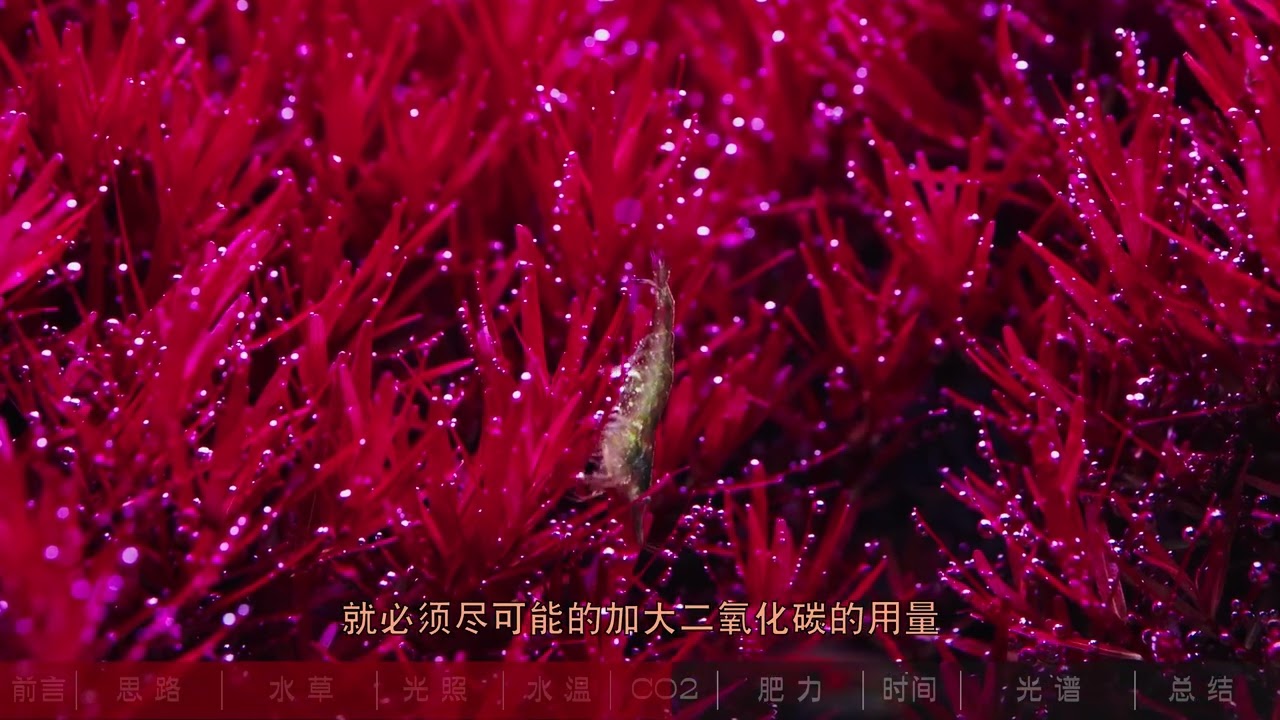 尼特利 Netlea 必看|紅草如何做到極致髮色？全面解析紅草髮色|草缸科普