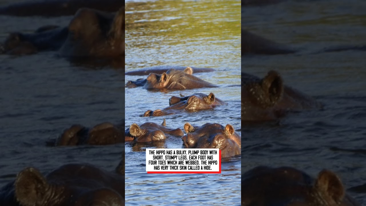 Hippos are semiaquatic and have what kind of feet? 